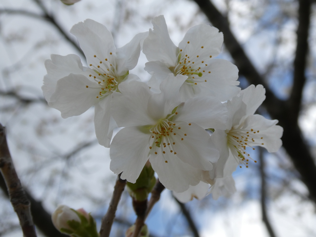 西宮権現平桜(ニシノミヤゴンゲンダイラザクラ)