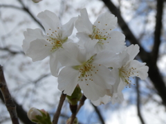 西宮権現平桜(ニシノミヤゴンゲンダイラザクラ)