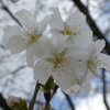 西宮権現平桜(ニシノミヤゴンゲンダイラザクラ)