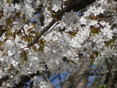 山桜