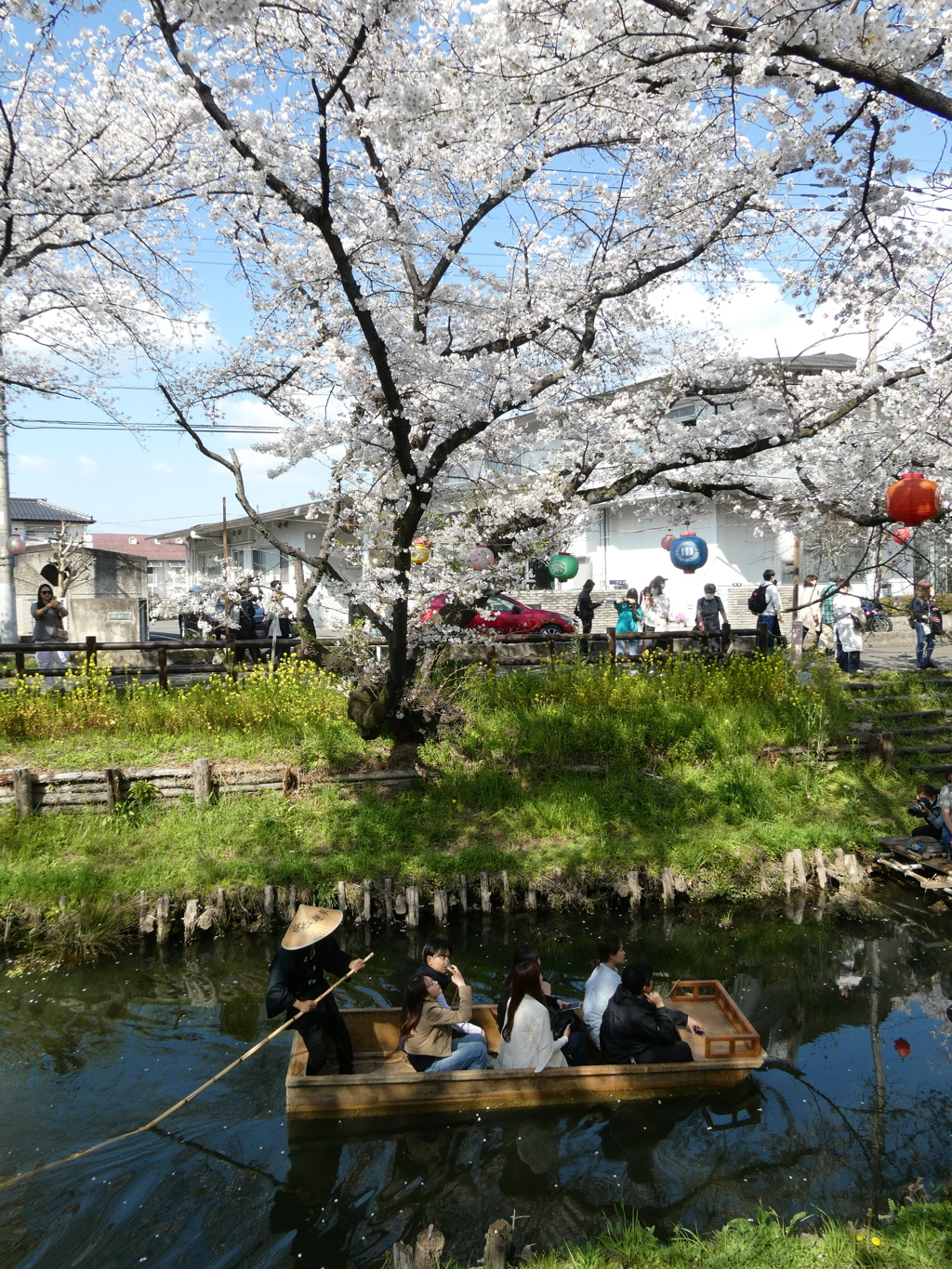 春の新河岸川を花見船が行く(2)