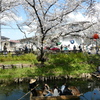 春の新河岸川を花見船が行く(2)