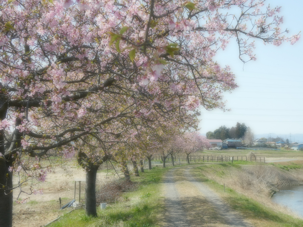 すみよし河津桜(4)