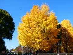 上野公園の大イチョウ(1)