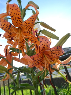 オニユリの花