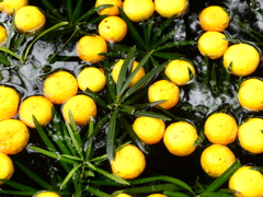 柚子の花手水
