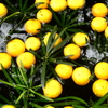 柚子の花手水