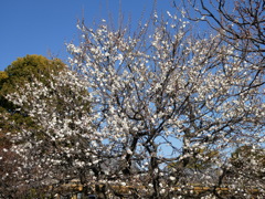白冬至(２)