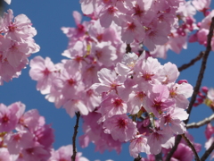 普光明寺の陽光桜(２)