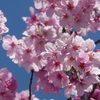 普光明寺の陽光桜(２)