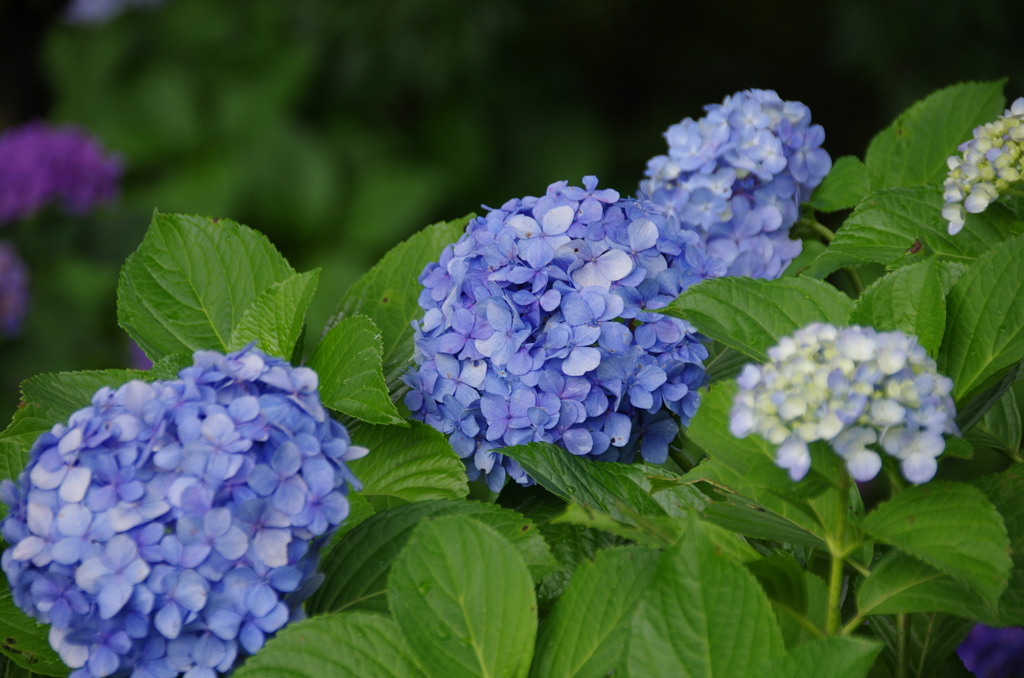 堀之内妙法寺の紫陽花(3)