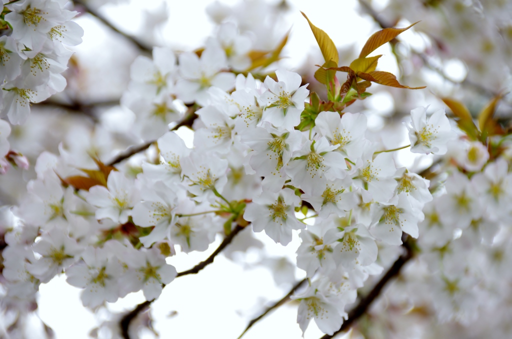 山桜