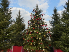 クリスマスツリーともみの木たち