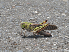 ここでは産卵できませんよ～