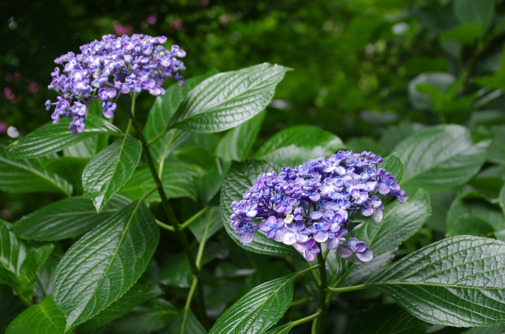 長谷寺の紫陽花(3)