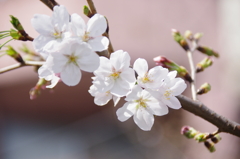 東京の染井吉野、開花！