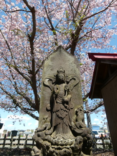 観音様と桜