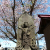 観音様と桜
