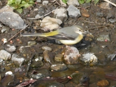 川辺のキセキレイ