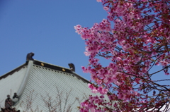 普光明寺本堂と陽光桜