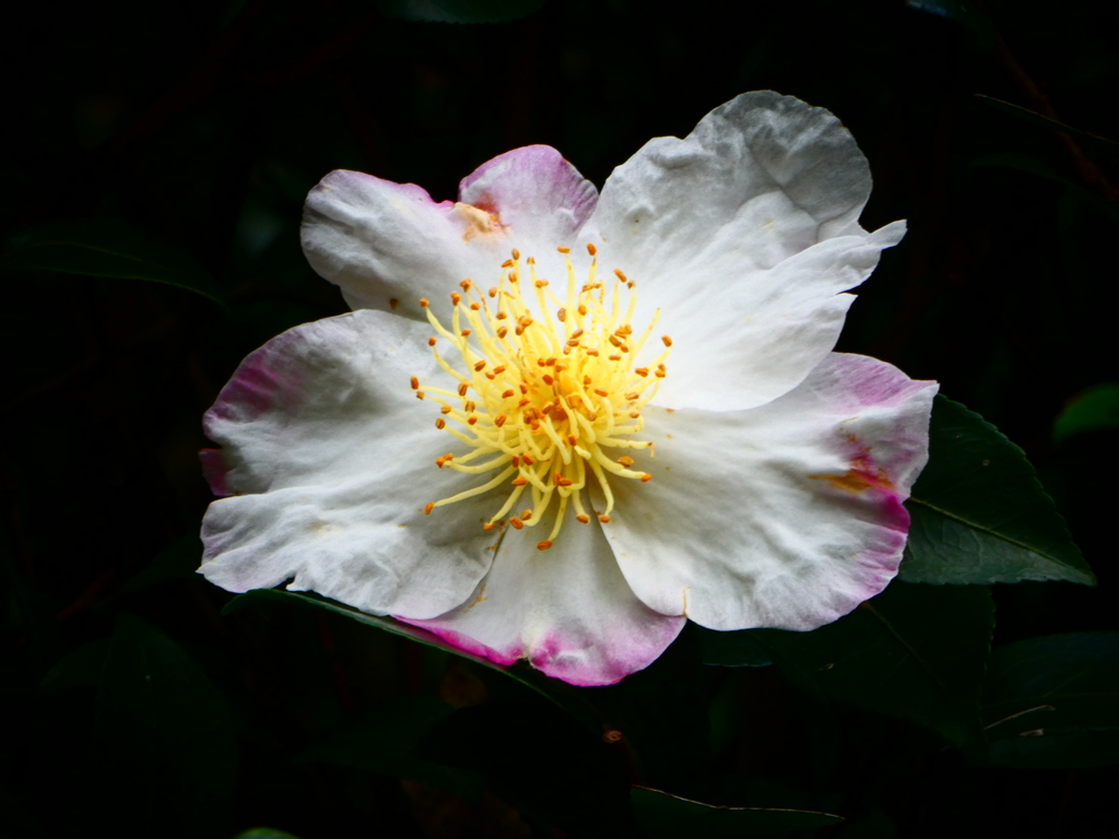 山茶花の花