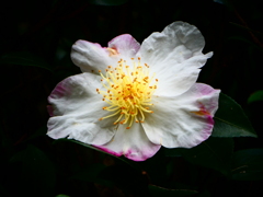 山茶花の花