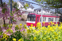 河津桜、菜の花、そして京急