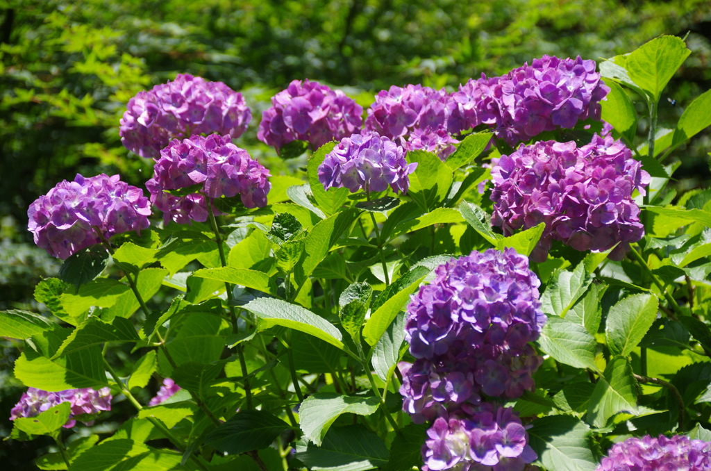 紫の紫陽花たち
