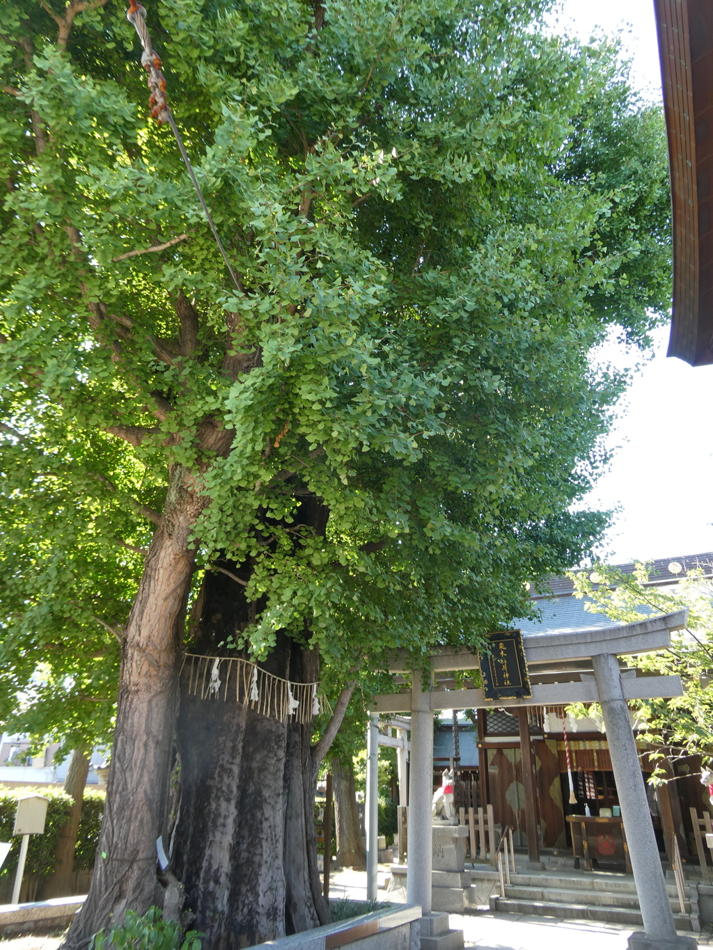 飛木稲荷神社の御神木