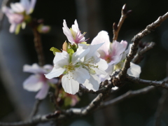 冬桜