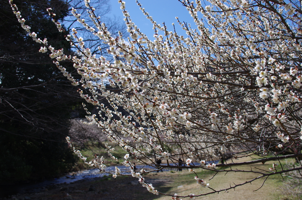 梅と越辺川