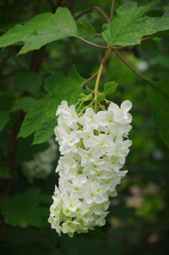 下向き柏葉紫陽花