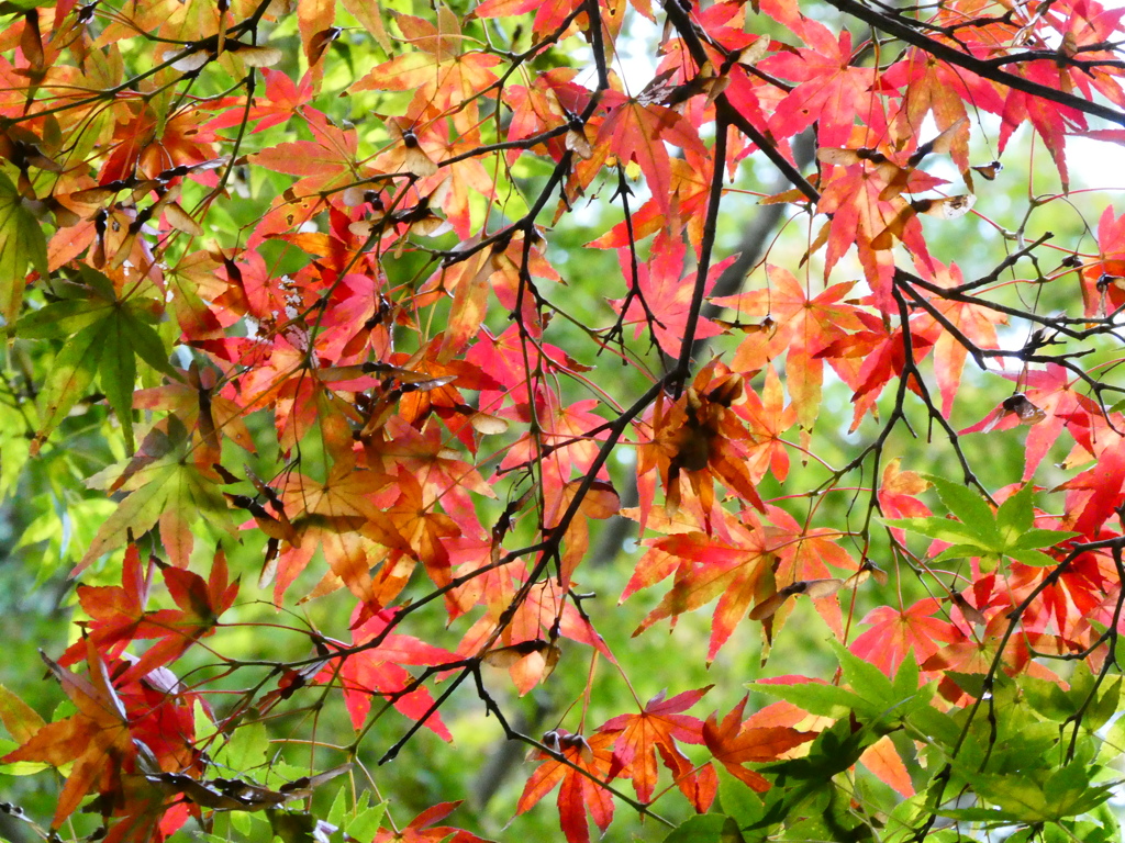 覚園寺の紅葉
