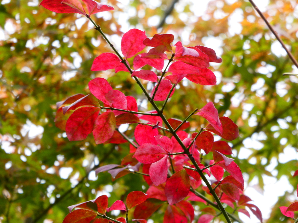 真紅に染まった葉