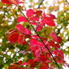 真紅に染まった葉