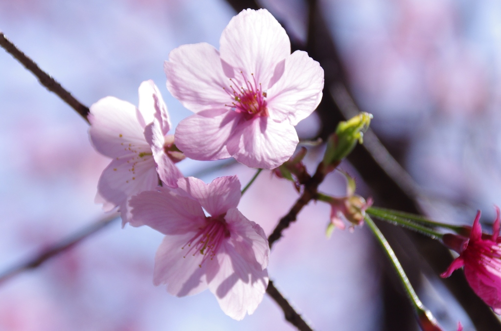 陽光桜(2)