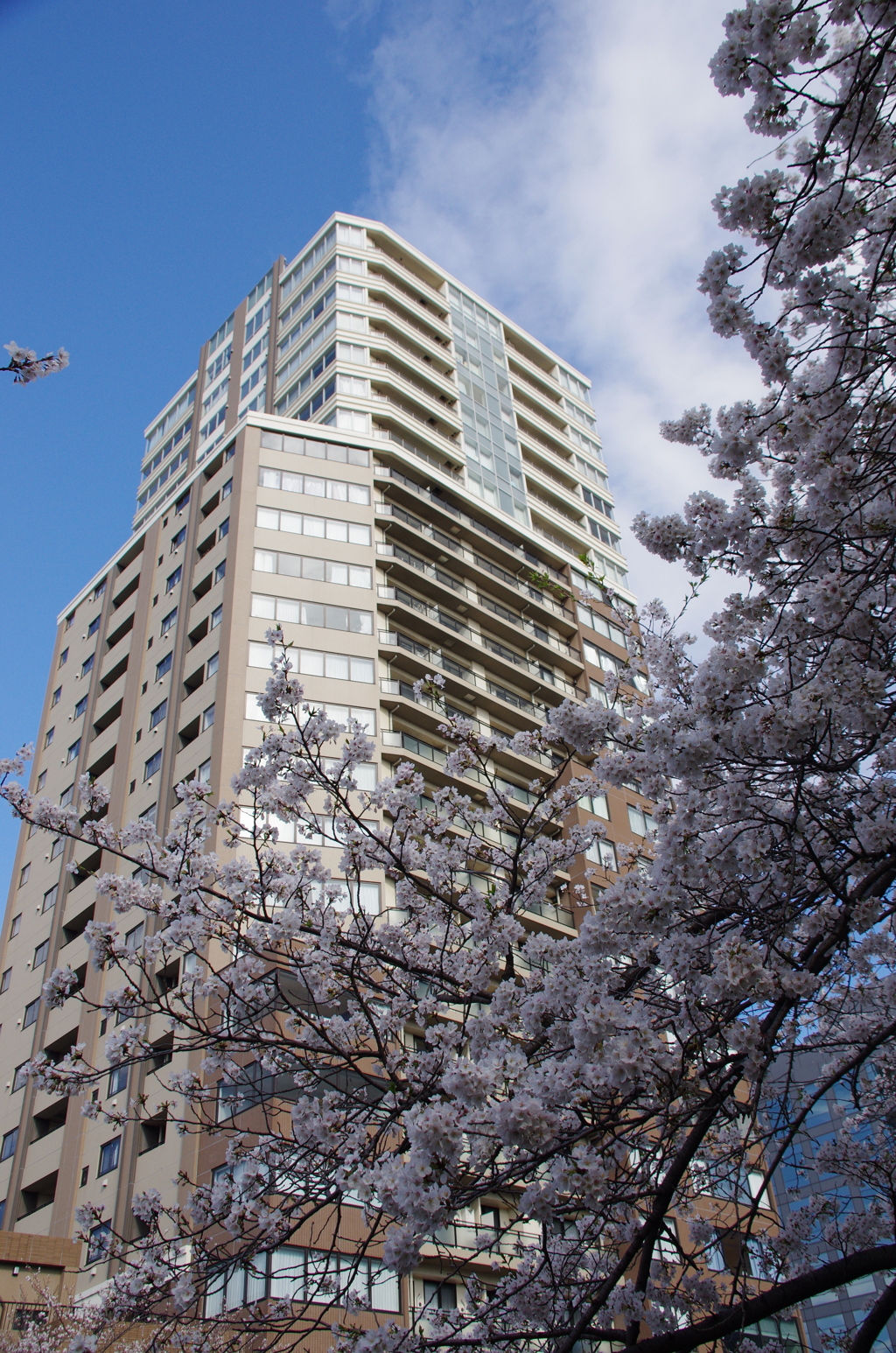 目黒タワーと桜