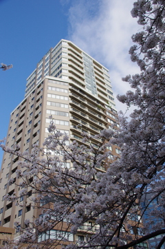 目黒タワーと桜
