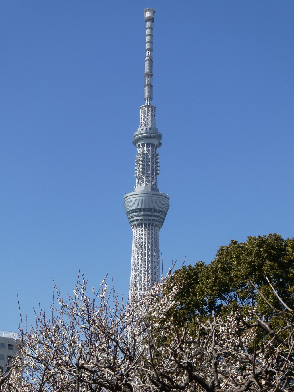スカイツリーと梅