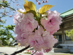 総持寺大祖堂と八重桜(2)