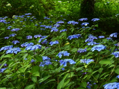 甘茶の群生(３)