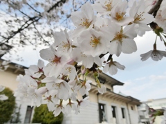 遊就館と桜(１)