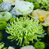 浮かぶ緑の花々