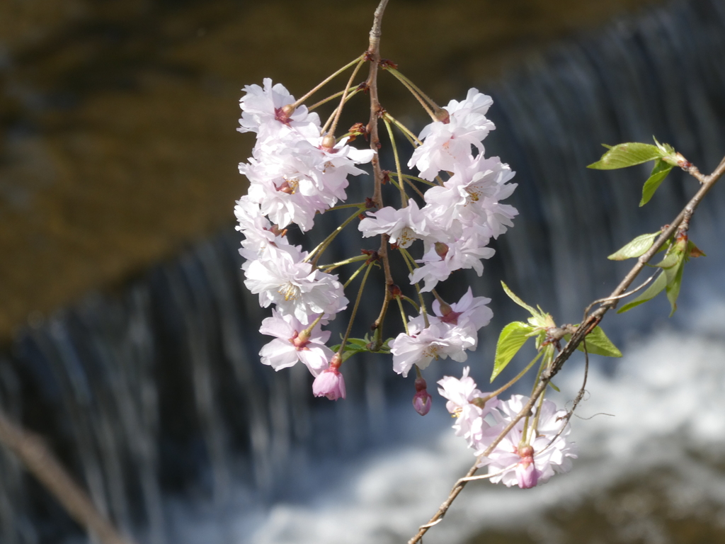 川の流れをバックに咲く桜