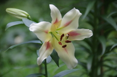 日比谷公園の百合(３)