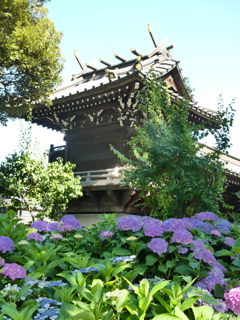 紫陽花と白山神社本殿