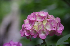 太平山の紫陽花(9)