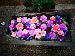 冨士浅間神社の花手水