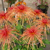 管物菊