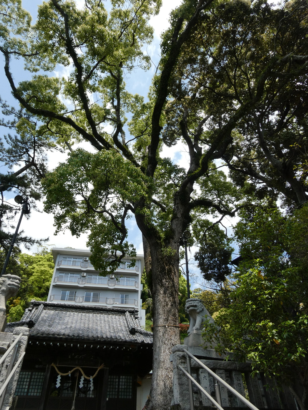 湯前神社のクスノキ